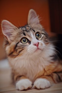 Aile içi çok renkli kedi yavrusu portresi