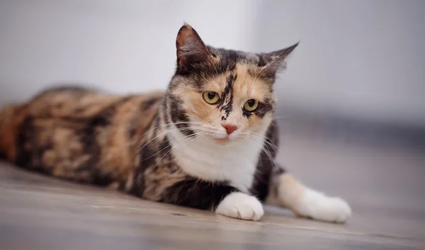 Domestic cat of a multi-colored color — Stock Photo, Image