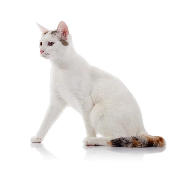 Witte kat met een multi-gekleurde gestreepte staart — Stockfoto