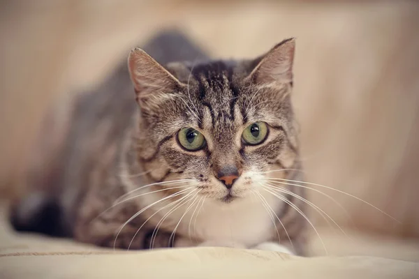 Gato listrado cinza com olhos verdes . — Fotografia de Stock