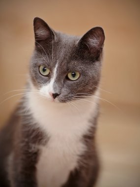 Dumanlı gri yerli kedi portresi.