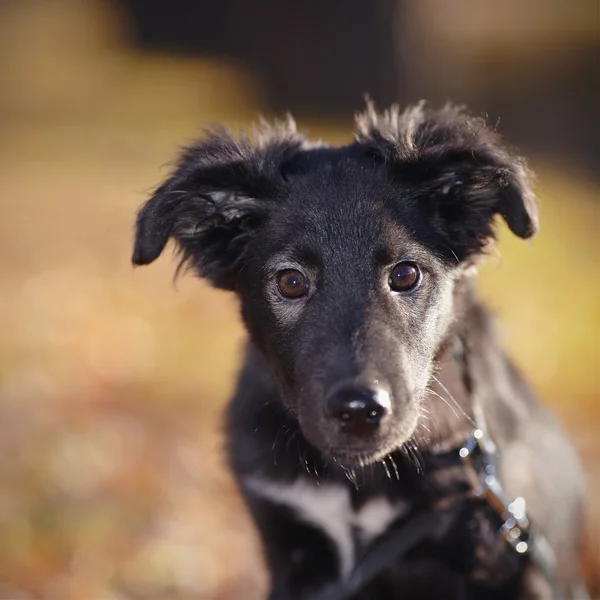 Portrait d'un chiot pas pure race noir — Photo