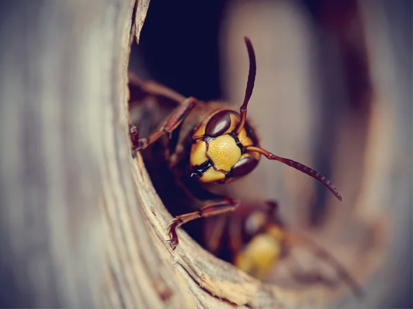 Portrait of a big wasp - a hornet — Stock Photo, Image