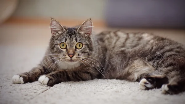 Die gestreifte Hauskatze mit gelben Augen — Stockfoto