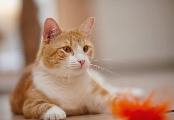 Retrato de un gato de rayas rojas con un juguete . — Foto de Stock