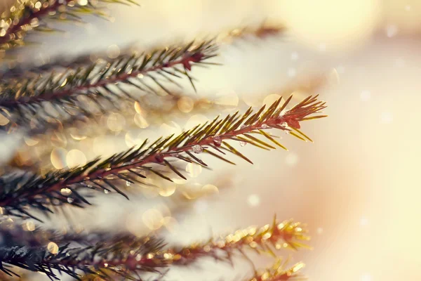 Köpüklü buz köknar ağacı dalları üzerinde damla. — Stok fotoğraf