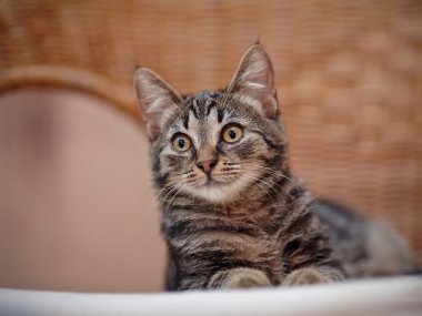 Bir kedi yavrusu bir hasır sandalye üzerinde çizgili bir rengin portresi