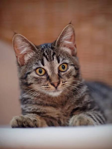 Porträtt av en kattunge av en randig färg — Stockfoto