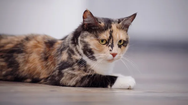 Retrato de un gato doméstico de color varios color — Foto de Stock