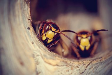İki büyük arı - hornets portresi
