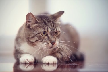 Yeşil gözlü kızgın Gri çizgili kedi.