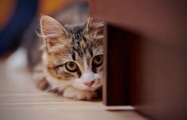 Belgili tanımlık yavru kedi bir pusuda sakladı çok renkli bir renk portresi. 