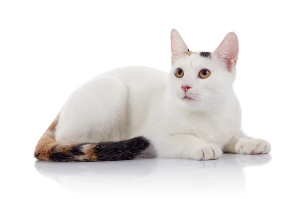 Bílá kočka domácí s multi-barevný pruhovaný ocas lži — Stock fotografie