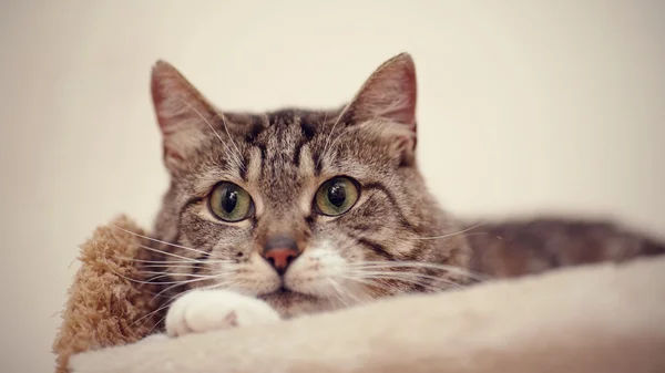 Portréja egy szürke csíkos macska, zöld szeme. — Stock Fotó