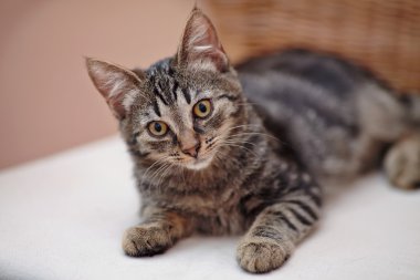 Güzel çizgili yerli kedi yavrusu