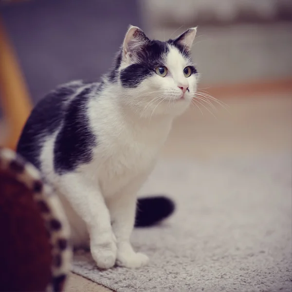 Siyah beyaz iç kedi — Stok fotoğraf