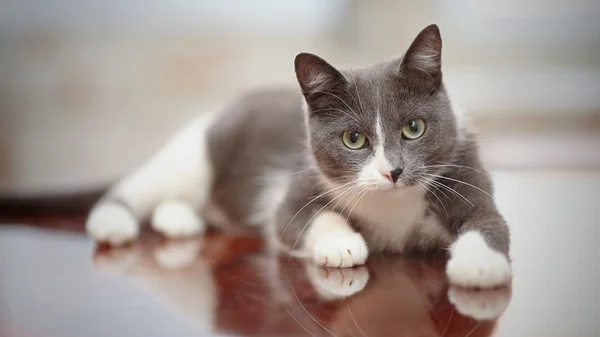 Gato doméstico de uma cor branco-fumaça — Fotografia de Stock