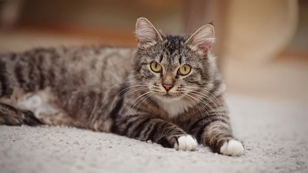 Ritratto del gatto a strisce con gli occhi gialli — Foto Stock
