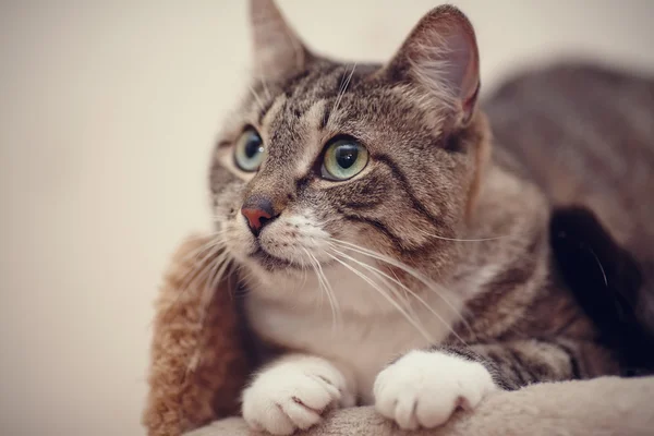 Portrait of a gray striped cat with green eyes. — Stock Photo, Image