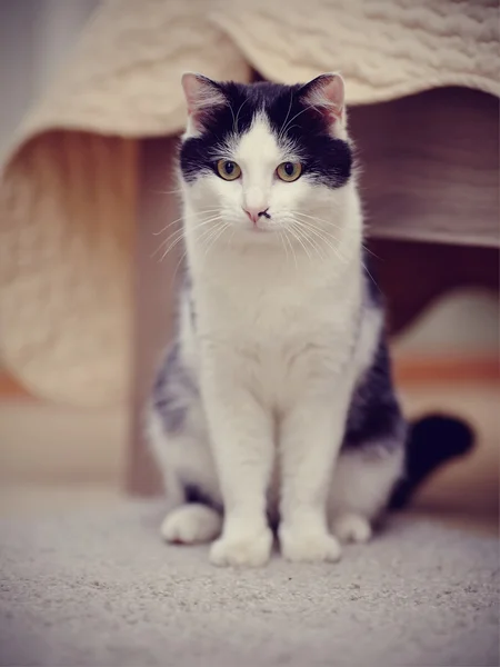 Yerli kedi siyah bir renk beyaz — Stok fotoğraf