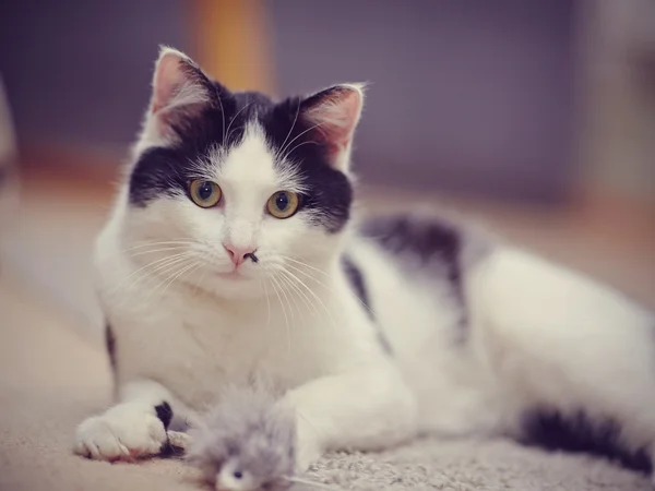 Retrato de um gato doméstico lindo em preto e branco — Fotografia de Stock