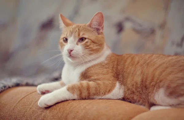 The red domestic cat — Stock Photo, Image