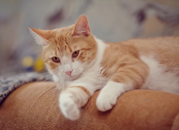 Portrait of a red with white domestic cat — Stock Photo, Image