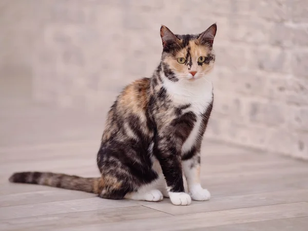 国内の複数の色の猫 — ストック写真