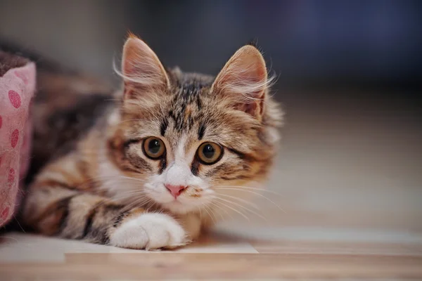 Krásné kotě domácí multi-barevné — Stock fotografie