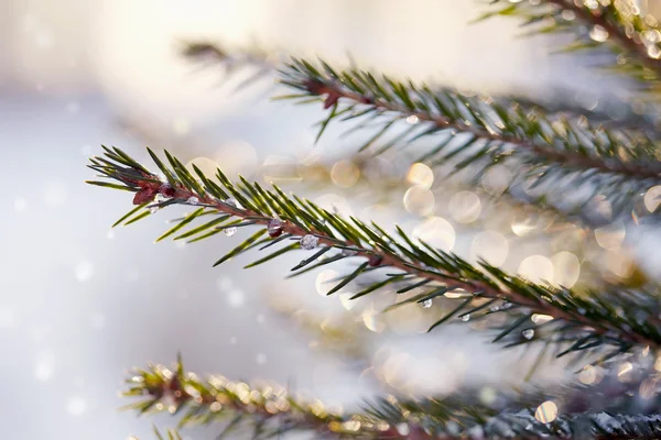 Glitzernde Eistropfen auf Tannenzweige. — Stockfoto