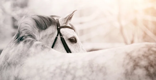 Retrato de un caballo deportivo gris en invierno — Foto de Stock