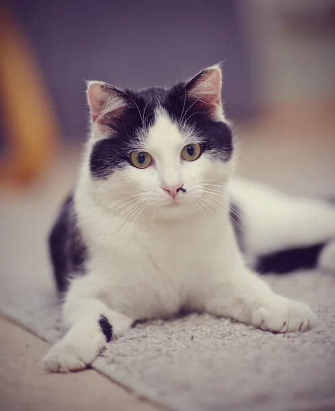 Porträt einer schwarz-weiße Hauskatze — Stockfoto