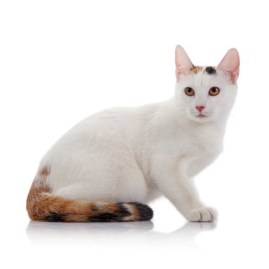 Çok renkli bir kuyruk beyaz yerli kedi 