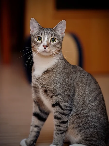 Portrait of a domestic striped cat — Stock Photo, Image