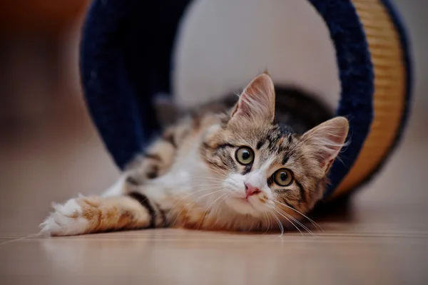 Il gattino multicolore interno — Foto Stock