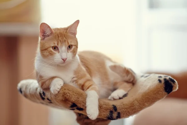 Rosso con bianco il gatto a strisce — Foto Stock