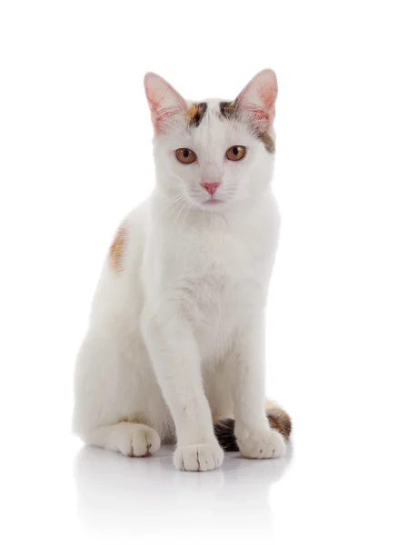 The white domestic cat with yellow eyes — Stock Photo, Image