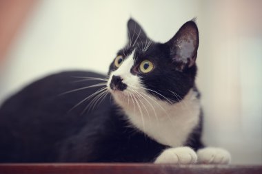 Siyah beyaz bir yerli kedi portresi 