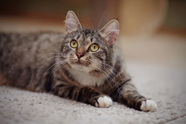 Gato doméstico listrado com olhos amarelos — Fotografia de Stock