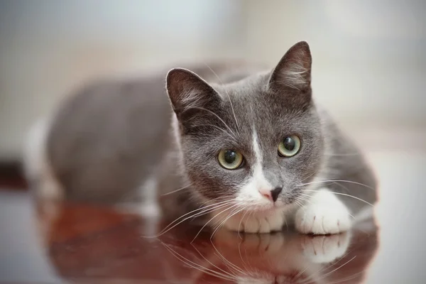 Gato gato doméstico agradável de uma cor branco-fumaça — Fotografia de Stock