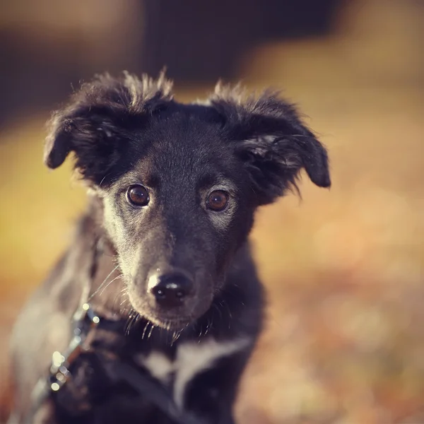 Portret van een zwarte niet rasechte puppy — Stockfoto