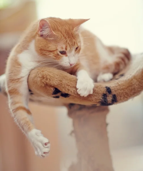 Rojo con blanco un rayado juguetón gato . —  Fotos de Stock