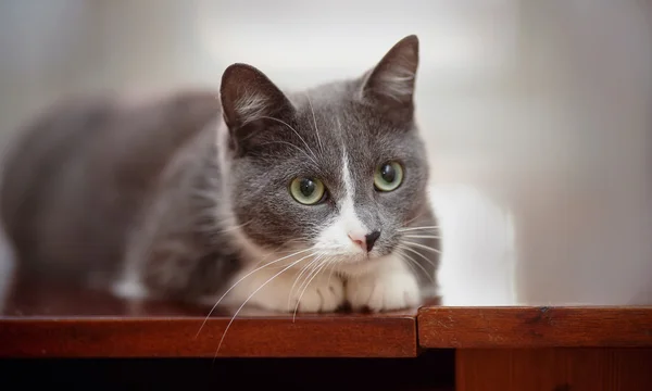 O gato doméstico e interessado de uma cor branco-fumaça — Fotografia de Stock