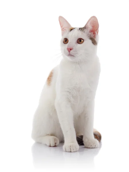 De witte kat met gele ogen — Stockfoto