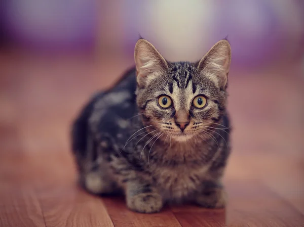 Striped domestic kitten — Stock Photo, Image