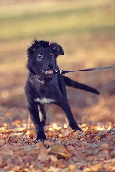 Black not thoroughbred cheerful puppy. — Stock Photo, Image