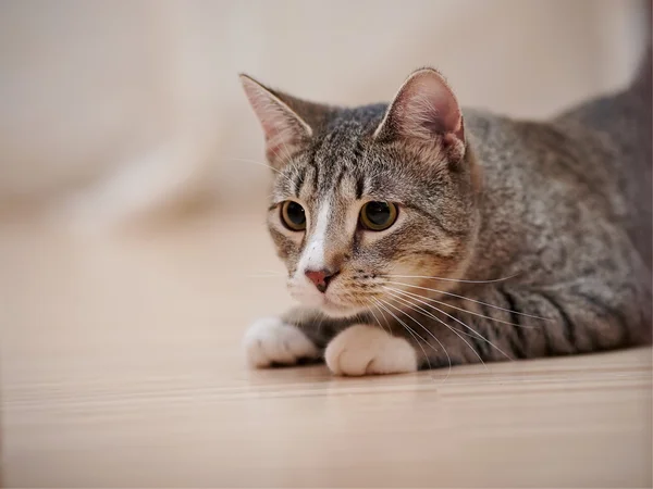Retrato de un gato doméstico de jóvenes rayas sobre un suelo. —  Fotos de Stock