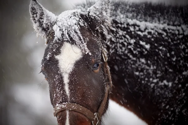 Caballo marrón triste mojado en nieve. — Foto de Stock