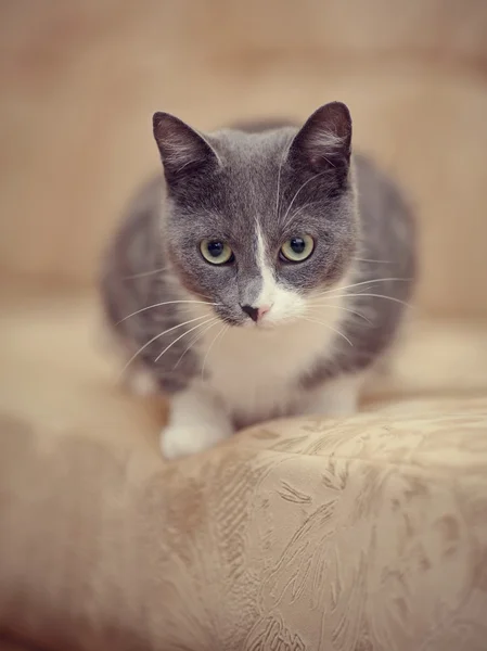 Smoky-gris avec blanc un chat domestique . — Photo