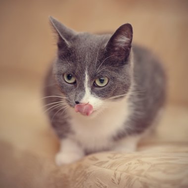 Dumanlı-gri beyaz bir aile içi yalama dudaklar kedi.